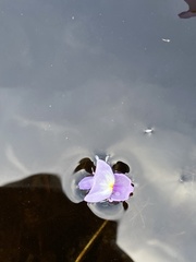 Utricularia purpurea image