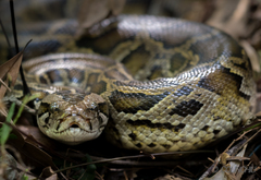 Burmese Python photo 4