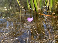 Utricularia purpurea image