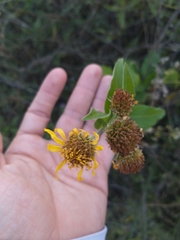 Verbesina subcordata