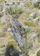 Trithrinax campestris