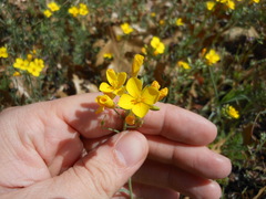 Physaria gracilis