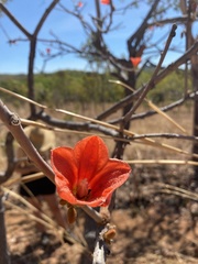 Brachychiton megaphyllus