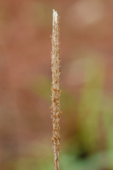 Imperata brasiliensis