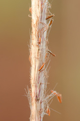 Imperata brasiliensis