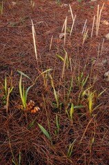 Imperata brasiliensis