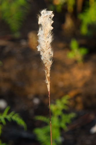 Brazilian satintail (Imperata brasiliensis)