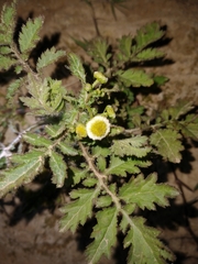 Plagiocheilus tanacetoides