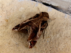 Noctuoidea