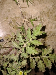 Plagiocheilus tanacetoides