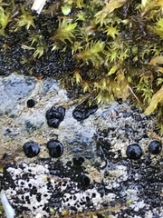 Tephromelataceae