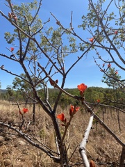 Brachychiton megaphyllus