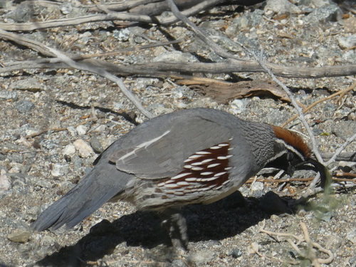 iNaturalist observation photo of Gambel's Quail
