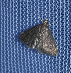 Loxostegopsis merrickalis