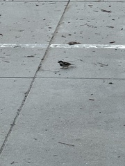 Passer domesticus domesticus