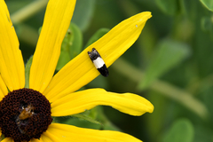 Epiblema tripartitana