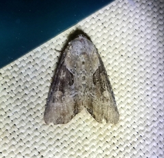 Lateroligia ophiogramma