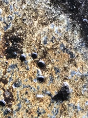 Tephromelataceae