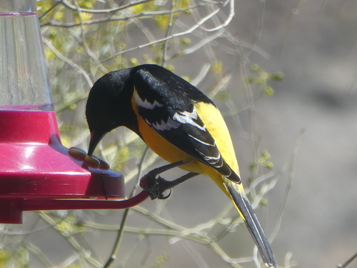 iNaturalist observation photo of Scott's Oriole