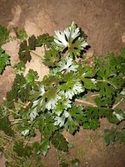 Ranunculus apiifolius