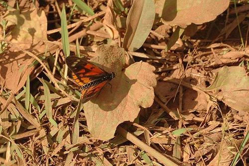 Falcate Amber