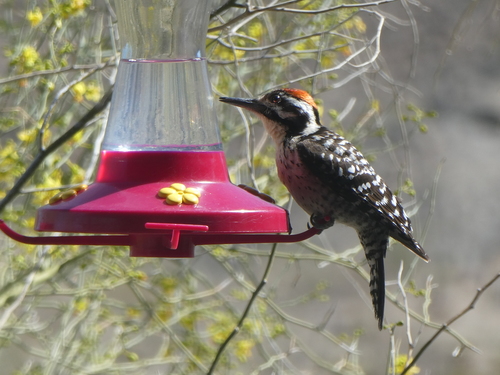 iNaturalist observation photo of Ladder-backed Woodpecker