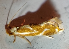 Philonome clemensella