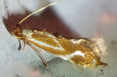 Philonome clemensella