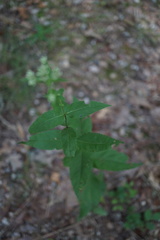 Eupatorium godfreyanum