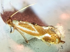 Philonome clemensella