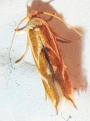 Philonome clemensella