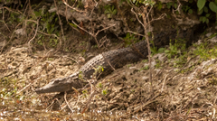 Image of Crocodylus niloticus