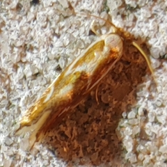 Philonome clemensella