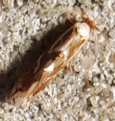 Philonome clemensella