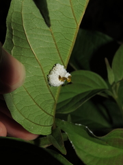 Macremphytus tarsatus