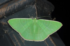 Ornithospila bipunctata