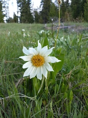 Wyethia helianthoides