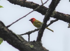 Piranga erythrocephala