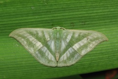 Mixochlora vittata