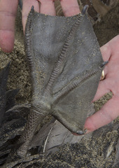 Pelecanus occidentalis