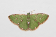 Chlorochromodes dialitha