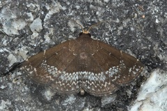 Adrapsa geometroides