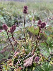 Tofieldia coccinea