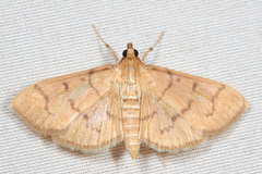 Herpetogramma theseusalis