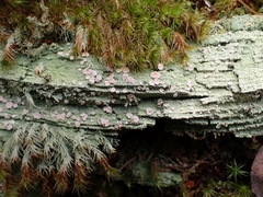 Icmadophilaceae