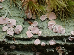 Icmadophilaceae