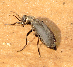 Epicauta segmenta