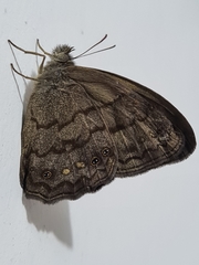 Lepidoptera