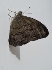 Lepidoptera
