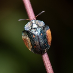 Cyrtonota serinus